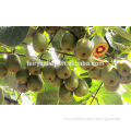 Kiwifruit seed kiwi fruit seeds kiwi tree seeds for growing high economic fruit trees